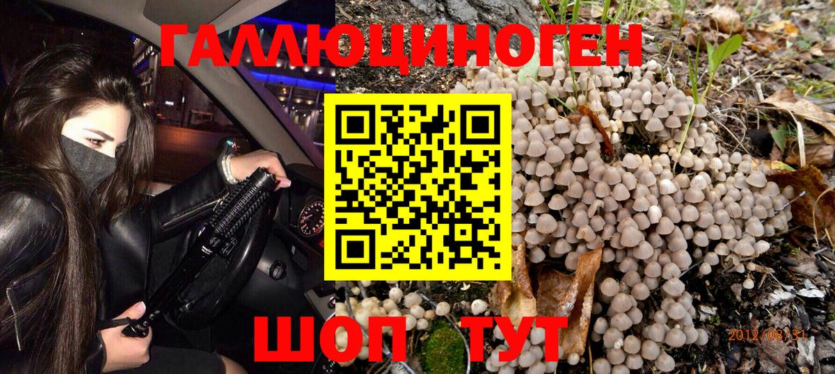 Псилоцибиновые грибы Psilocybe Лабытнанги